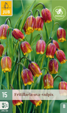 X 15 FRITILLARIA UVA VULPIS 6/7
