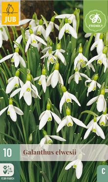 X 10 GALANTHUS ELWESII 5/6