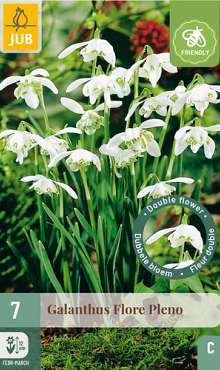 X   7 GALANTHUS FLORE PLENO 5/+