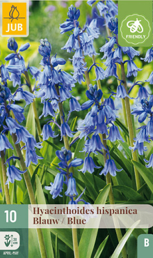 X 10 HYACINTHOIDES HISPANICA BLAUW 8/10