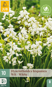 X 10 HYACINTHOIDES HISPANICA WIT 8/10