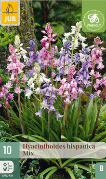 X 10 HYACINTHOIDES HISPANICA MIX 8/10