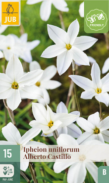 X 15 IPHEION UN. ALBERTO CASTILLO 5/+