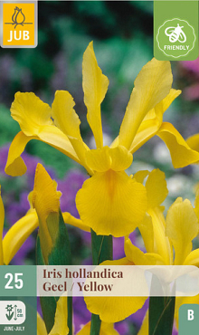 X 25 IRIS HOLLANDICA GEEL NJ 7/8