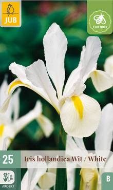X 25 IRIS HOLLANDICA WIT NJ 7/8