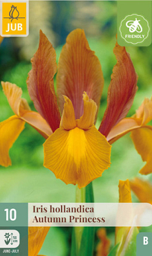 X 10 IRIS HOLLANDICA AUTUMN PRINCESS 7/8
