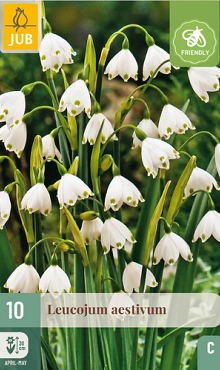 X 10 LEUCOJUM AESTIVUM 8/9