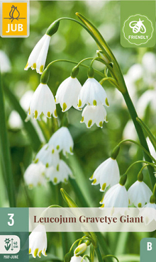 X   3 LEUCOJUM GRAVETYE GIANT 12/14