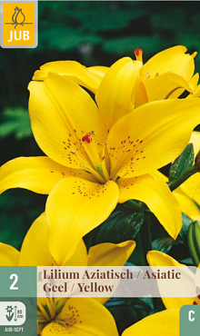 X   2 LILIUM AZIATISCH GEEL 16/18