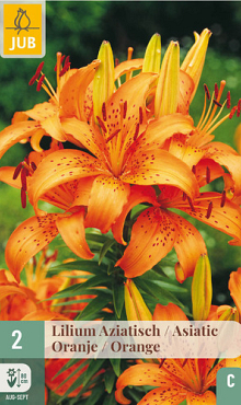 X   2 LILIUM AZIATISCH ORANJE 16/18