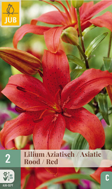 X   2 LILIUM AZIATISCH ROOD 16/18