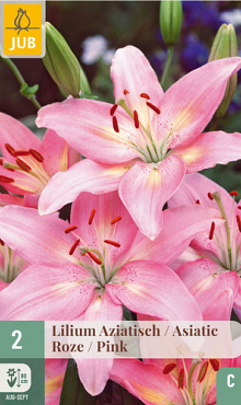 X   2 LILIUM AZIATISCH ROZE 16/18