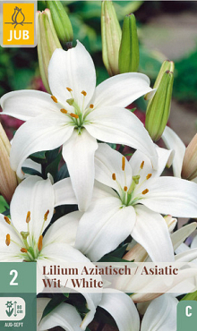 X   2 LILIUM AZIATISCH WIT 16/18