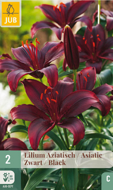 X   2 LILIUM AZIATISCH ZWART 16/18