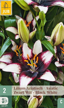 X   2 LILIUM AZIATISCH ZWART - WIT 16/18