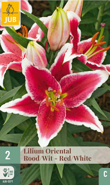 X   2 LILIUM ORIENTAL ROOD - WIT 16/18