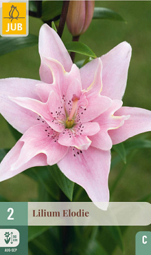 X   2 LILIUM ELODIE 14/16