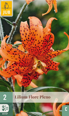 X   2 LILIUM FLORE PLENO 14/16