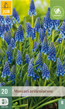 X 20 MUSCARI ARMENIACUM 8/9