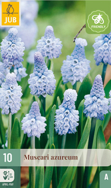 X 10 MUSCARI AZUREUM 6/+