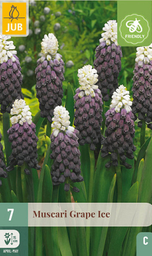 X   7 MUSCARI GRAPE ICE 5/+