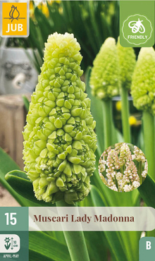 X 15 MUSCARI LADY MADONNA 7/8