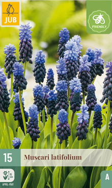 X 15 MUSCARI LATIFOLIUM 6/+