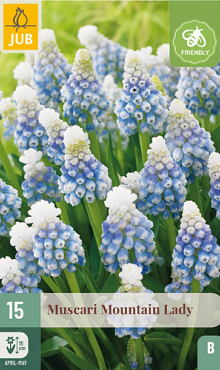 X 15 MUSCARI MOUNTAIN LADY 7/8