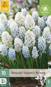 X 10 MUSCARI NATURES BEAUTY 8/9