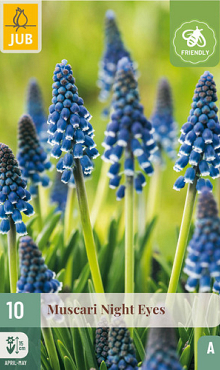 X 10 MUSCARI NIGHT EYES 7/8