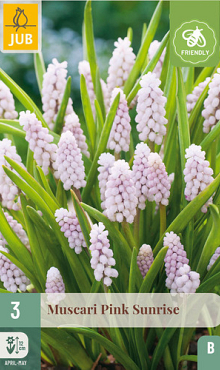 X   3 MUSCARI PINK SUNRISE 5/+