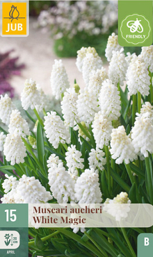 X 15 MUSCARI WHITE MAGIC 7/8