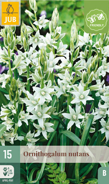 X 15 ORNITHOGALUM NUTANS  6/+