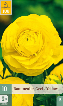 X 10 RANUNCULUS GEEL 6/7