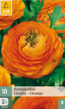 X 10 RANUNCULUS ORANJE 6/7