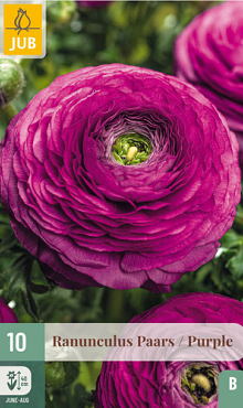 X 10 RANUNCULUS PAARS 6/7