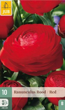 X 10 RANUNCULUS ROOD 6/7