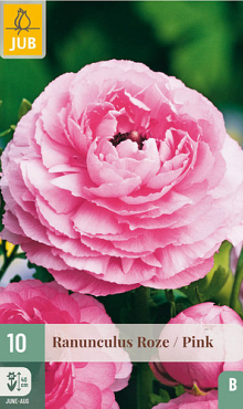 X 10 RANUNCULUS ROZE 6/7