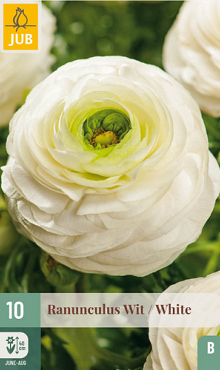 X 10 RANUNCULUS WIT 6/7