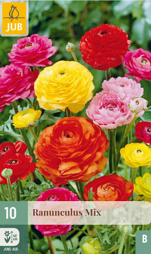 X 10 RANUNCULUS MIX 6/7