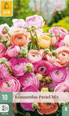 X 10 RANUNCULUS PASTEL MIX 6/7