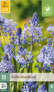 X 10 SCILLA LITARDIEREI 6/+