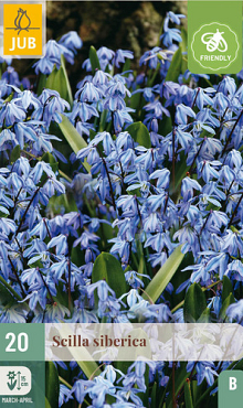 X 20 SCILLA SIBERICA 7/8