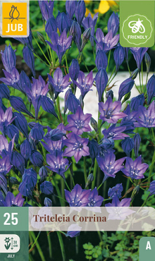 X 25 TRITELEIA CORRINA NJ 5/6