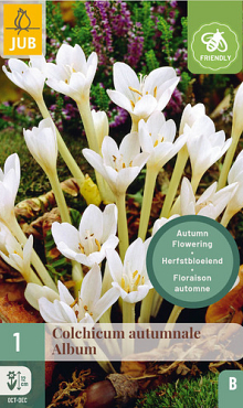 X   1 COLCHICUM AUTUMNALE ALBUM 13/+