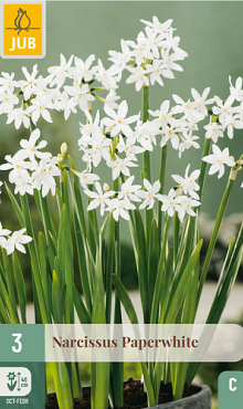 X   3 POTNARCIS PAPERWHITE 15/16