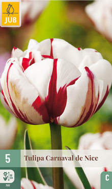 X   5 TULIPA CARNAVAL DE NICE 11/12