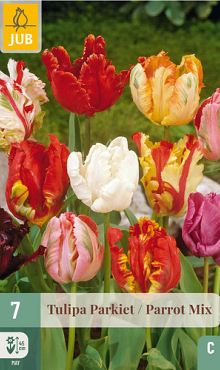 X   7 TULIPA PARKIET MIX 11/12