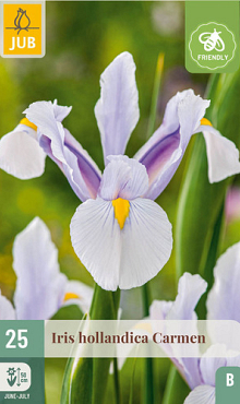 X 25 IRIS HOLLANDICA CARMEN 7/8
