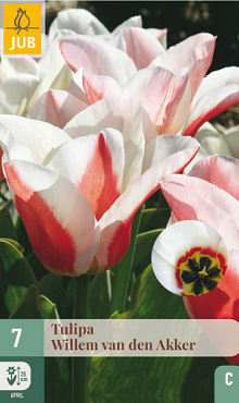 X   7 TULIPA WILLEM VAN DEN AKKER 11/12